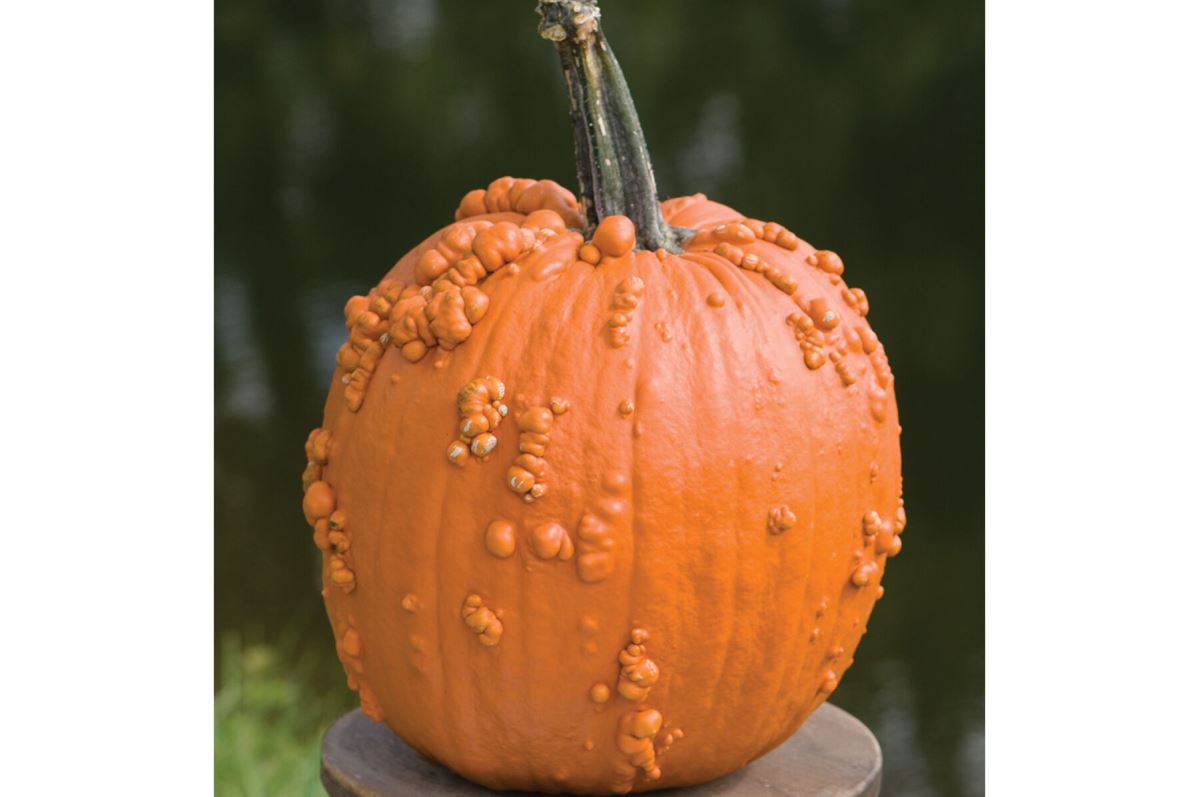 Knuckle Head – Pumpkin Seed